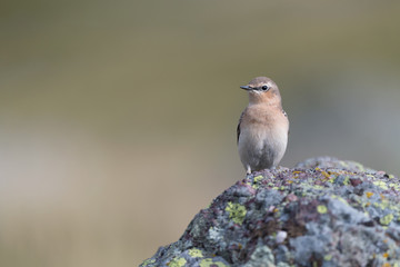 Portrait of the Northern wheatear (Oenanthe oenanthe)