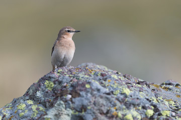 Portrait of the Northern wheatear (Oenanthe oenanthe)