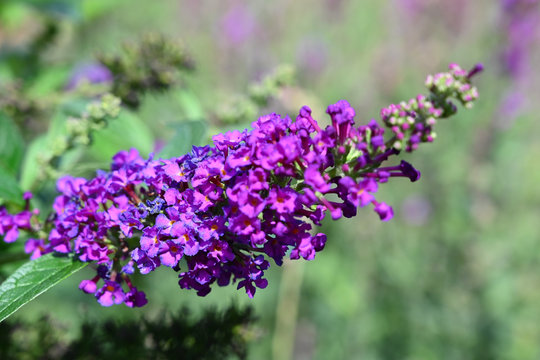 Buddleija davidii "Blue Chip Jr."