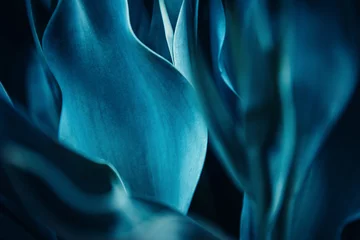 Fototapete Makrofotografie Abstrakter natürlicher cyan-blauer Hintergrund der Flora von den Blumen, Makrofoto