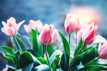 Pink tulip in flower market with sun light. Natural background