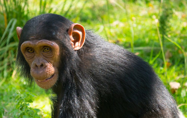 Chimpanzé