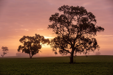 Trees in a foggy paddock at sunrise near Keith in the southeast of south australia on 7th August 2019 - obrazy, fototapety, plakaty