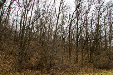 Trees and bushes without leaves on a hillside