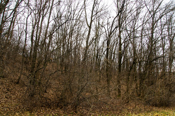 Fototapeta na wymiar Trees and bushes without leaves on a hillside