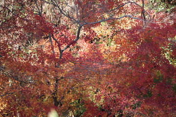 千葉君津市亀山湖周辺イチョウ紅葉