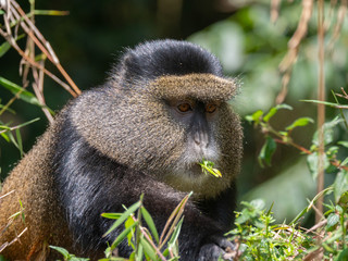 Golden Monkey in the Virunga volcanic mountains of Central Africa
