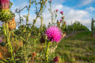 blühende disteln im weinberg