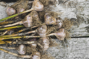 Fresh ripe garlic heads