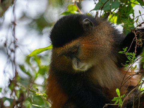 Golden Monkey in the Virunga volcanic mountains of Central Africa