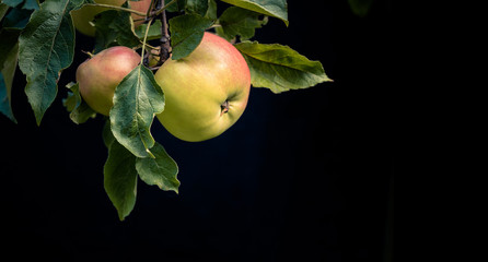Apples on the branch with leaves, isolated on black background.