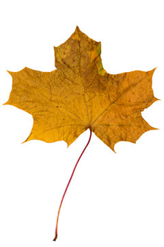 Dried bright brown maple leaf on a white background