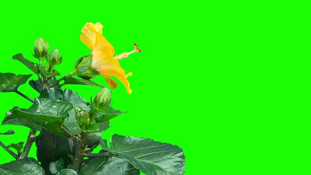 Blooming orange Hibiscus flower buds green screen, FULL HD. (Time Lapse)