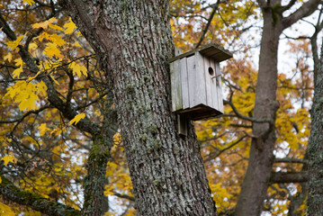 Birds houses in wild forest. Sunny Spring day.