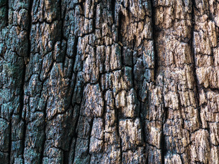 Closeup dried texture of dark brown bark.