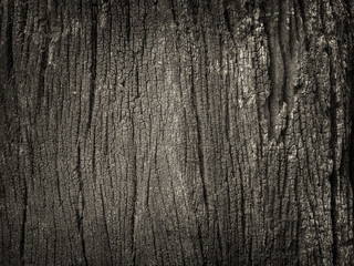 Fototapeta premium Closeup dried texture of dark brown bark.