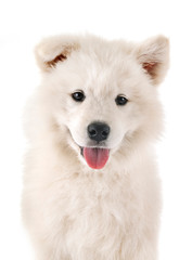 Fototapeta premium puppy samoyed dog in studio