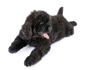 puppy newfoundland dog