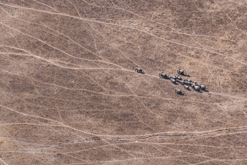 Aerial of Elephant Herd in Dry Savanna, Moremi Game Reserve, Botswana