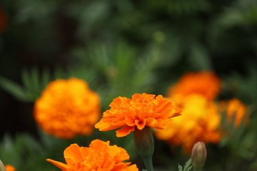 マリーゴールド