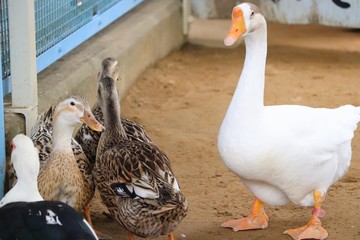 あひるの仲間たち