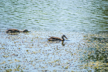 Wild ducks in their natural environment. Two wild ducks swim in the lake