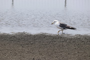 ふなばし三番瀬のかもめ