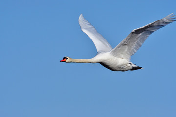 Höckerschwan im Flug
