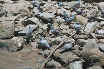 Doves perched on a rock beside a river in Thailand