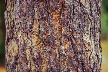 tree bark texture