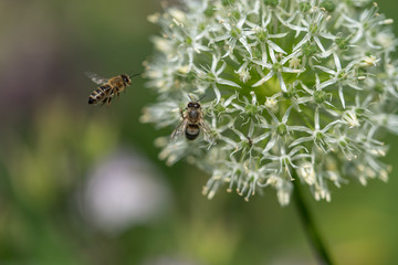 Honigbienen an einem Zierlauch
