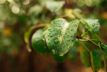 water drops on green leaf background