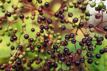 background of forest berries