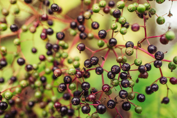 background of forest berries
