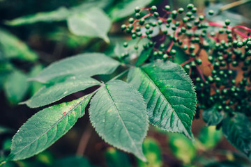 green leaf with water drops