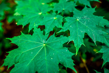 green leaves of maple eco background