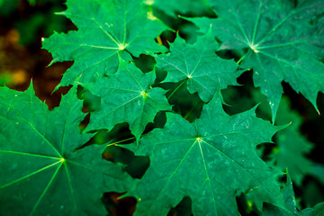 green leaves of maple eco background
