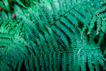 green leaf of fern natural eco