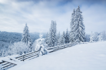 Bright winter landscape