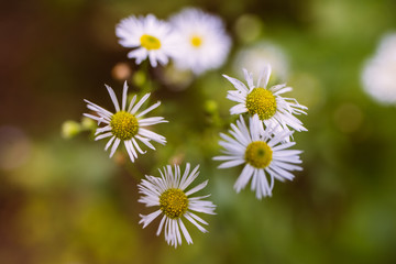 daisies in the garden background