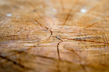 texture of old wood background