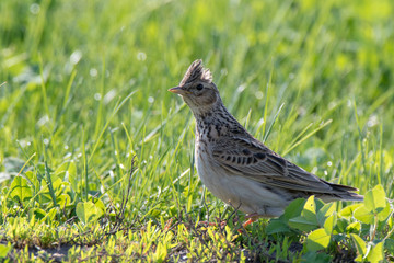 Skylark (Alauda arvensis)