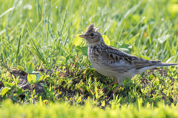 Skylark (Alauda arvensis)