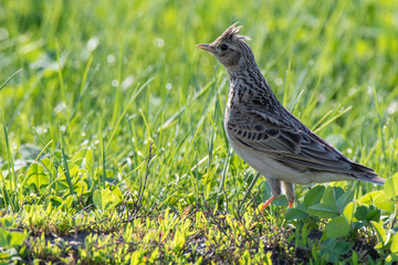 Skylark (Alauda arvensis)