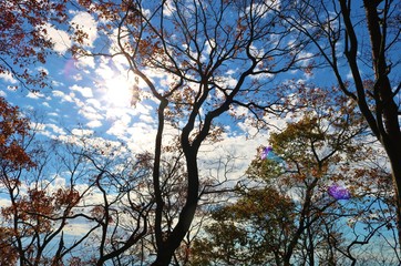 Obraz premium 風景 冬 みかも山 杤木