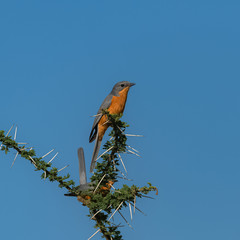     silverbird, Empidornis semipartitus, exotic bird perched on an acacia tree in Tanzania 
