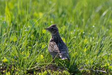 Skylark (Alauda arvensis)