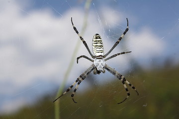 The yellow-black spider-wasp (Argiope bruennichi) has woven web and is waiting for prey