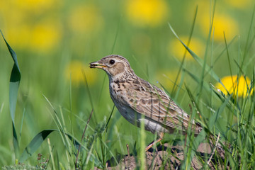 Skylark (Alauda arvensis)