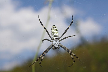 The yellow-black spider-wasp (Argiope bruennichi) has woven web and is waiting for prey
